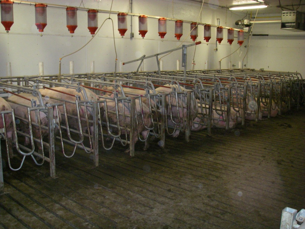 free access swine stalls